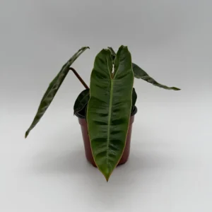Philodendron Billietiae Live Plant – 4