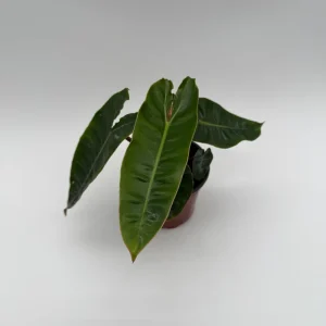 Philodendron Billietiae Live Plant – 4