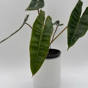 Philodendron Billietiae Live Plant – 4