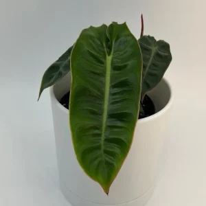 Philodendron Billietiae Live Plant – 4