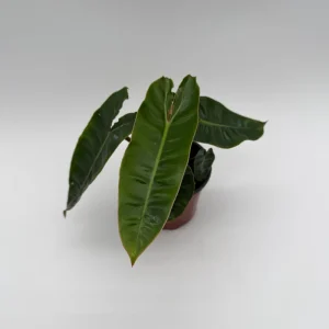 Philodendron Billietiae Live Plant – 4" Pot – Tropical Houseplant – Unique Leaves - Image 1