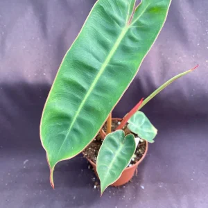 Philodendron billietiae Live Plant – Low Light Houseplant – Rooted Plant – 3 inch Pot - Image 2