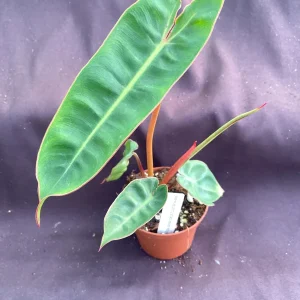 Philodendron billietiae Live Plant – Low Light Houseplant – Rooted Plant – 3 inch Pot - Image 1