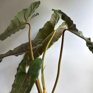 Philodendron Billietiae x Atabapoense Live Plant 6 inch Pot Indoor - Image 2