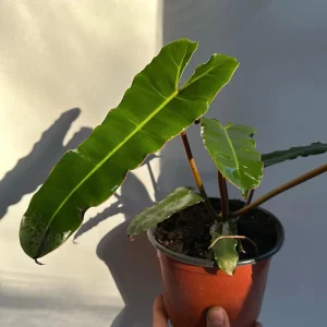 Philodendron Billietiae x Atabapoense Live Plant 6 inch Pot Indoor - Image 3