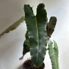 Philodendron Billietiae x Atabapoense Live Plant 6 inch Pot Indoor - Image 1