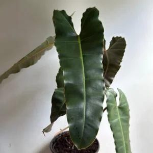 Philodendron Billietiae x Atabapoense Live Plant 6 inch Pot Indoor - Image 1