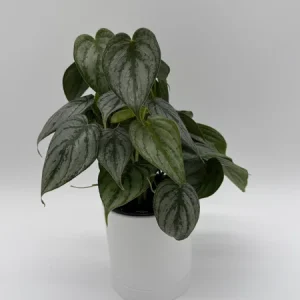 Philodendron Brandi Live Plant 4 inch Pot - Indoor Houseplant - Image 2