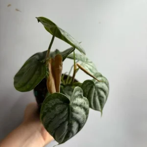 Philodendron Brandi Live Plant 4 inch Pot - Indoor Houseplant - Image 3