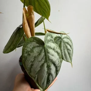 Philodendron Brandi Live Plant 4 inch Pot - Indoor Houseplant - Image 4