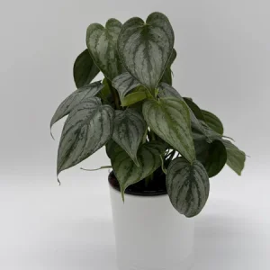 Philodendron Brandi Live Plant 4 inch Pot - Indoor Houseplant - Image 5