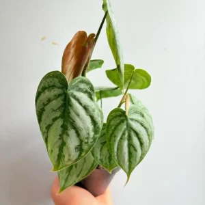 Philodendron Brandi Live Plant 4 inch Pot - Indoor Houseplant - Image 6