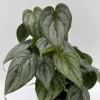 Philodendron Brandi Live Plant 4 inch Pot - Indoor Houseplant - Image 1
