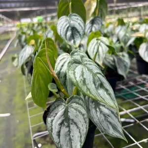 Philodendron Brandtianum Silver Shield Live Plant – Tropical Houseplant – 4 inch Pot - Image 2
