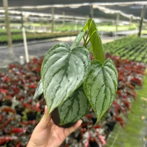 Philodendron Brandtianum Silver Shield Live Plant – Tropical Houseplant – 4 inch Pot - Image 3