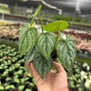 Philodendron Brandtianum Silver Shield Live Plant – Tropical Houseplant – 4 inch Pot - Image 1