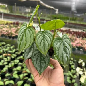 Philodendron Brandtianum Silver Shield Live Plant – Tropical Houseplant – 4 inch Pot - Image 1