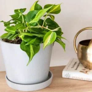 Philodendron Brasil Live Plant – 4 inch Pot Trailing Houseplant Vine Indoor - Image 2