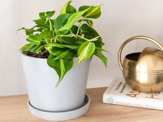 Philodendron Brasil Live Plant – 4 inch Pot Trailing Houseplant Vine Indoor - Image 2
