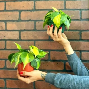 Philodendron Brasil Live Plant – 4 inch Pot Trailing Houseplant Vine Indoor - Image 3