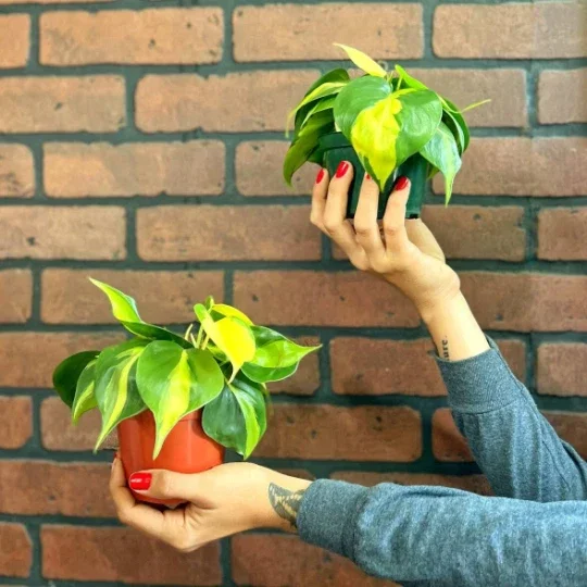 Philodendron Brasil Live Plant – 4 inch Pot Trailing Houseplant Vine Indoor - Image 3