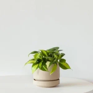 Philodendron Brasil Live Plant – 4 inch Pot Trailing Houseplant Vine Indoor - Image 4