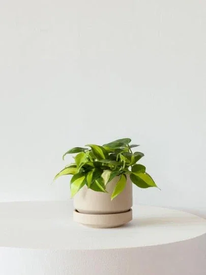 Philodendron Brasil Live Plant – 4 inch Pot Trailing Houseplant Vine Indoor - Image 4