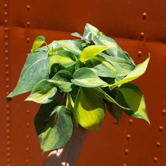 Philodendron Brasil Live Plant – 4 inch Pot Trailing Houseplant Vine Indoor - Image 5