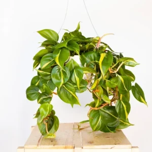 Philodendron Brasil Live Plant – 4 inch Pot Trailing Houseplant Vine Indoor - Image 6