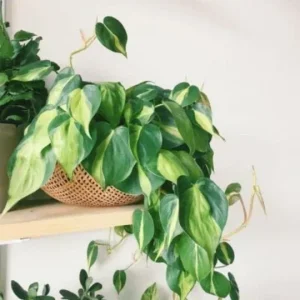Philodendron Brasil Live Plant – 4 inch Pot Trailing Houseplant Vine Indoor - Image 7