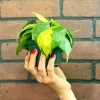 Philodendron Brasil Live Plant – 4 inch Pot Trailing Houseplant Vine Indoor - Image 1