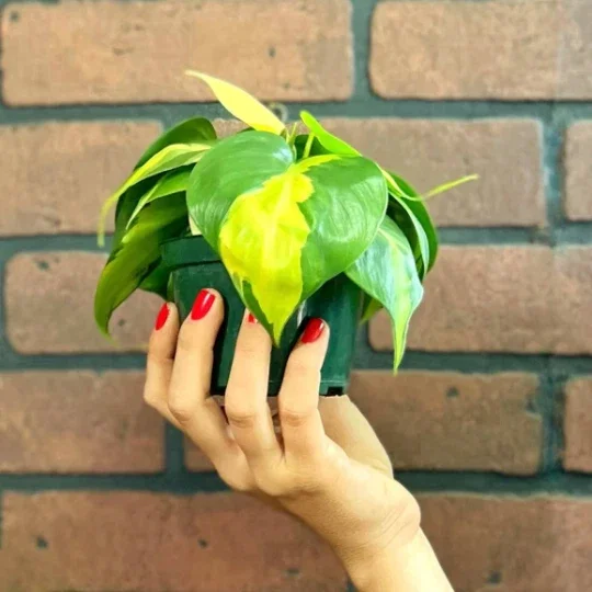 Philodendron Brasil Live Plant – 4 inch Pot Trailing Houseplant Vine Indoor - Image 1