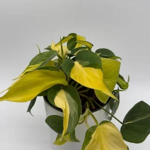 Philodendron Brasil Live Plant – 6" Pot – Vibrant Green Variegated Leaves – Indoor Houseplant - Image 2