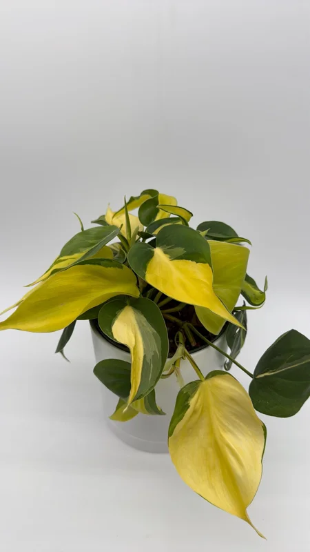 Philodendron Brasil Live Plant – 6" Pot – Vibrant Green Variegated Leaves – Indoor Houseplant - Image 2