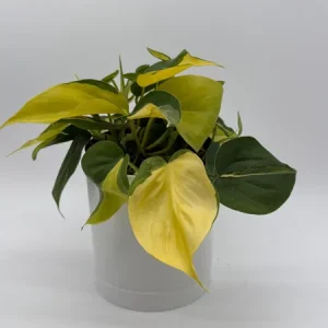 Philodendron Brasil Live Plant – 6