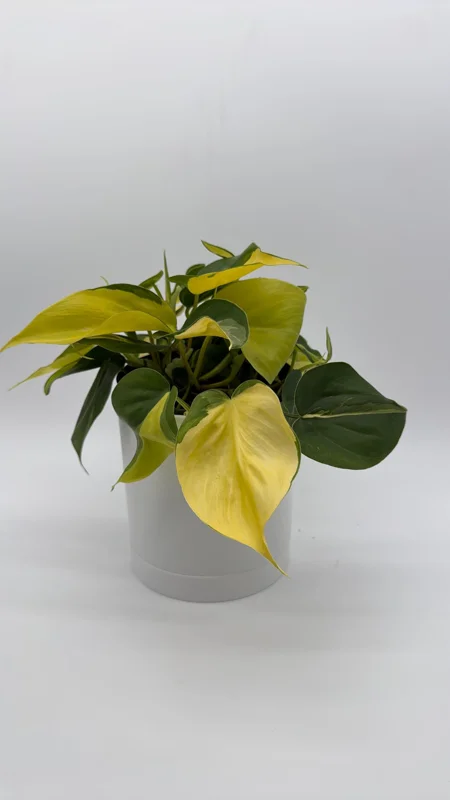 Philodendron Brasil Live Plant – 6" Pot – Vibrant Green Variegated Leaves – Indoor Houseplant - Image 3