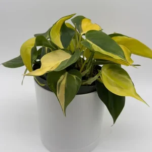 Philodendron Brasil Live Plant – 6