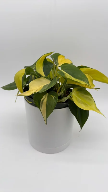 Philodendron Brasil Live Plant – 6" Pot – Vibrant Green Variegated Leaves – Indoor Houseplant - Image 4
