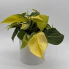 Philodendron Brasil Live Plant – 6" Pot – Vibrant Green Variegated Leaves – Indoor Houseplant - Image 1