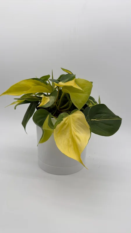 Philodendron Brasil Live Plant – 6" Pot – Vibrant Green Variegated Leaves – Indoor Houseplant - Image 1