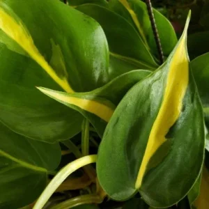 Philodendron Cordatum Heartleaf Live Plant - Indoor Vining Pothos - Image 2