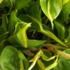 Philodendron Cordatum Heartleaf Live Plant - Indoor Vining Pothos - Image 1