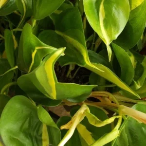 Philodendron Cordatum Heartleaf Live Plant - Indoor Vining Pothos - Image 1