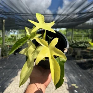 Philodendron Florida Ghost Live Plant - 6 inch Pot - Tropical Houseplant - Image 2