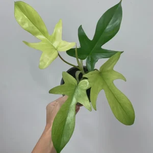 Philodendron Florida Ghost Live Plant - 6 inch Pot - Tropical Houseplant - Image 3