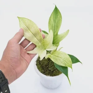 Philodendron Florida Ghost Live Plant - 6 inch Pot - Tropical Houseplant - Image 4