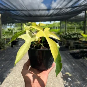 Philodendron Florida Ghost Live Plant - 6 inch Pot - Tropical Houseplant - Image 1