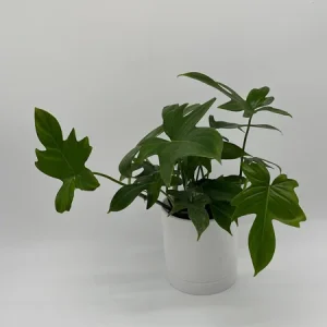 Philodendron Florida Green Live Plant – Tropical Houseplant – Vibrant Foliage - Image 2