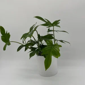Philodendron Florida Green Live Plant – Tropical Houseplant – Vibrant Foliage - Image 3