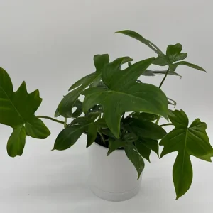 Philodendron Florida Green Live Plant – Tropical Houseplant – Vibrant Foliage - Image 4